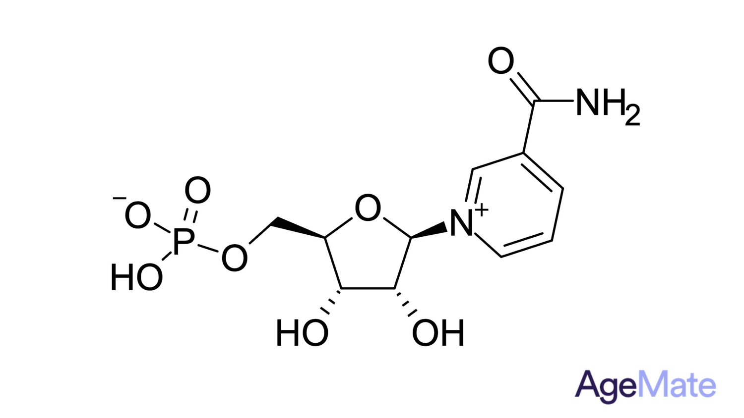 Nicotinamide Mononucleotide (NMN)