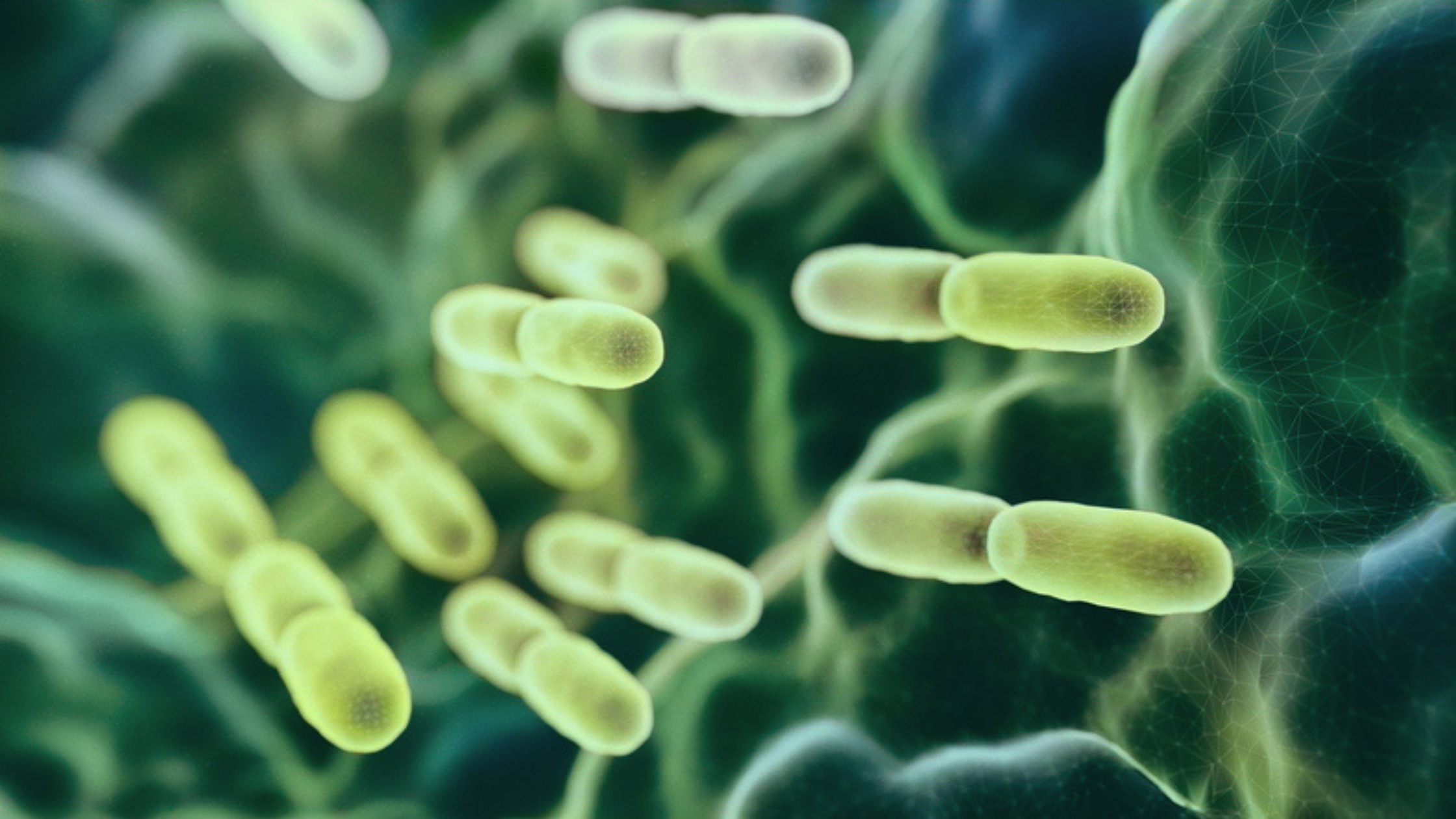 Gut health and ageing