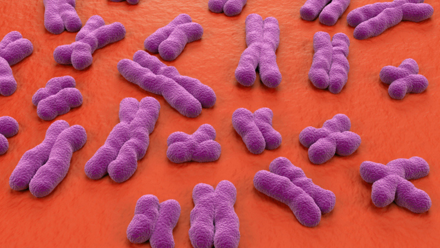 How to Lengthen Your Telomeres and Life Span Naturally