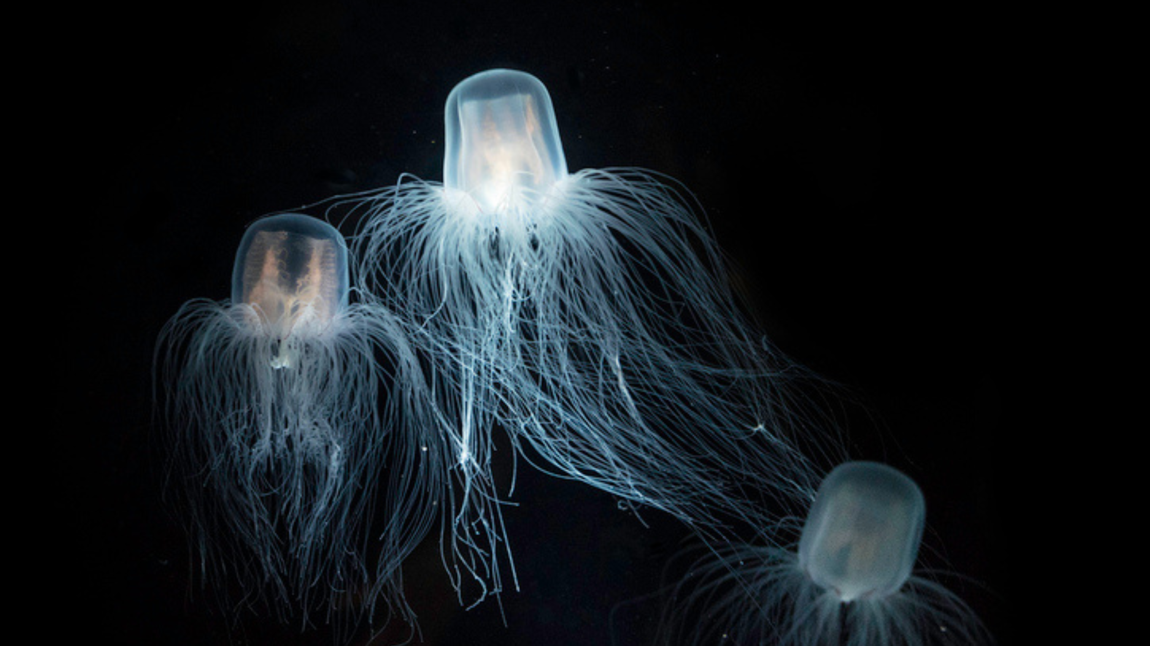 Is Immortality Possible?