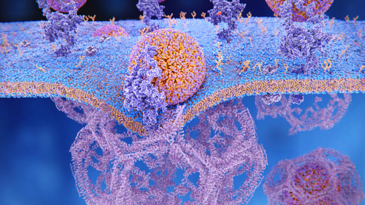 LDL, ApoE and longevity