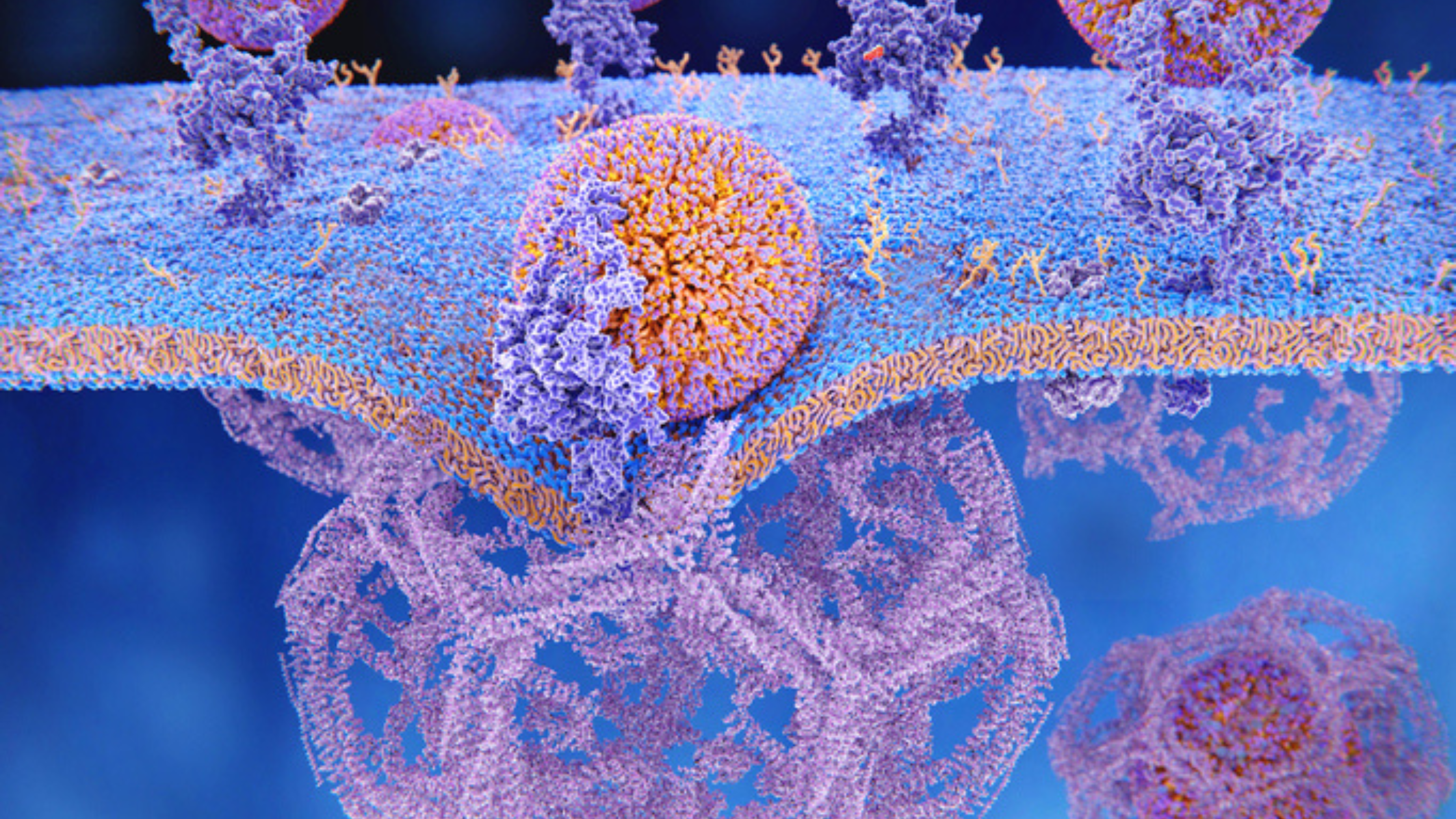 LDL, ApoE and longevity