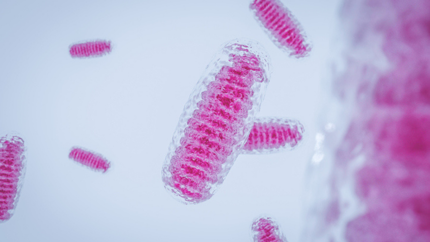 The 4 Pillars of Energy and Their Link to Longevity