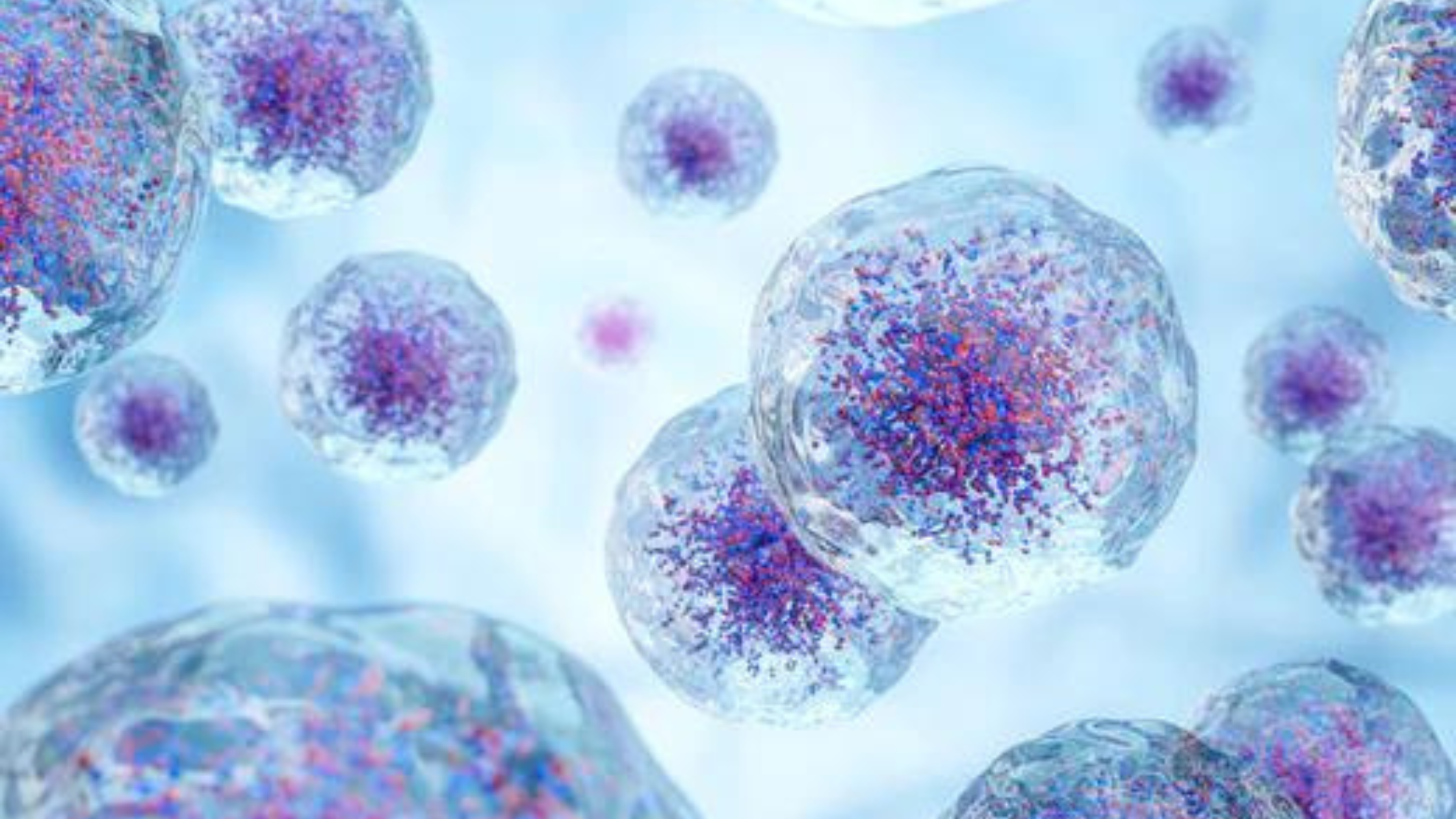 Stem Cells