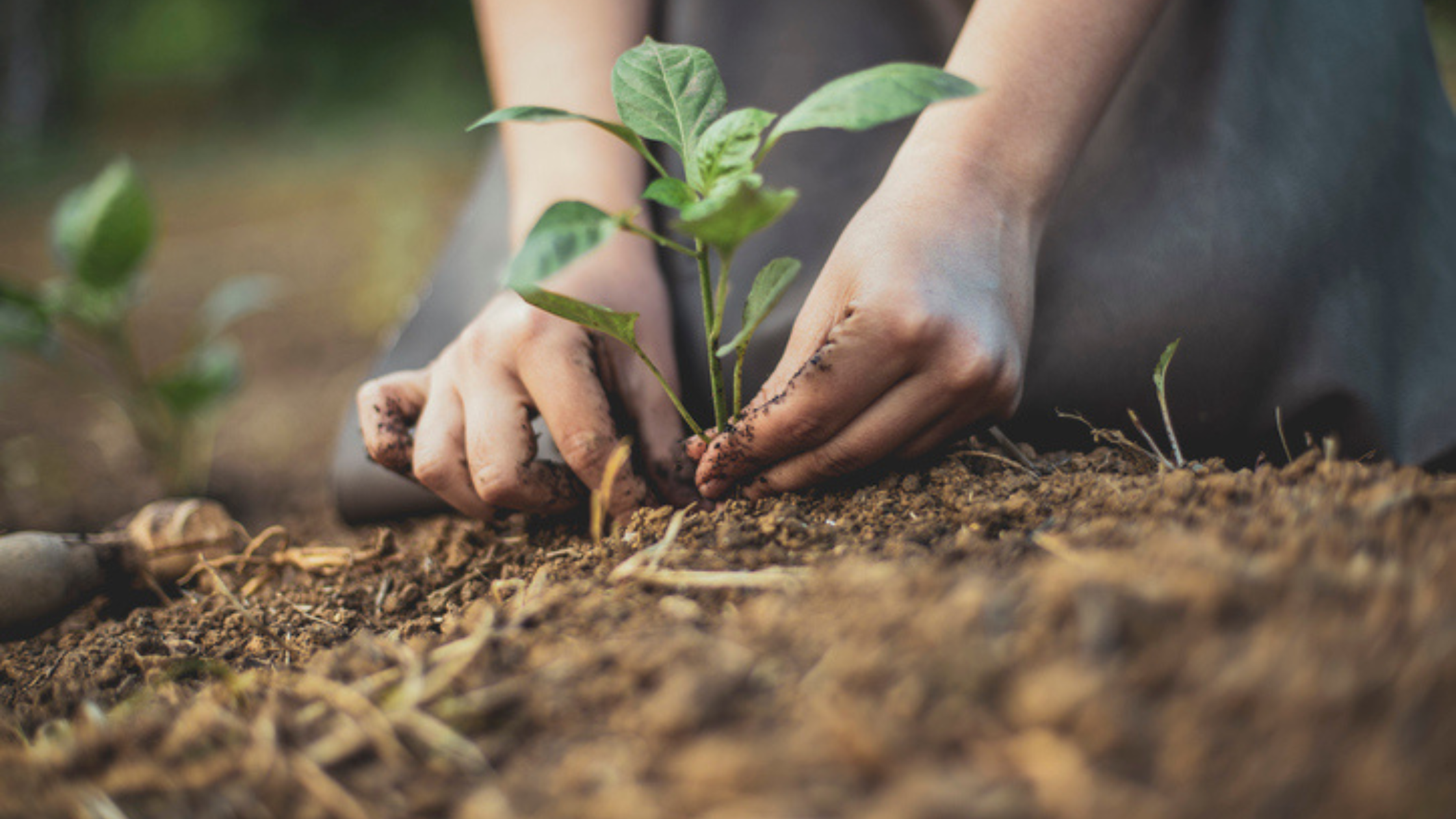 What Nature-Based Activity Is Best for Your Gut Microbiome?