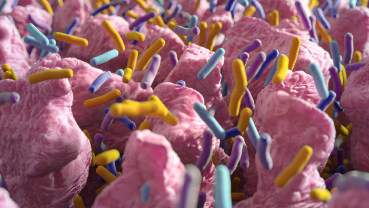 Are Any Gut Bacteria Anti-Ageing?