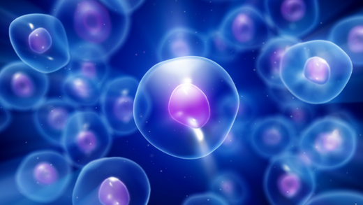 Could Stem Cells Be the Secret to Staying Young?