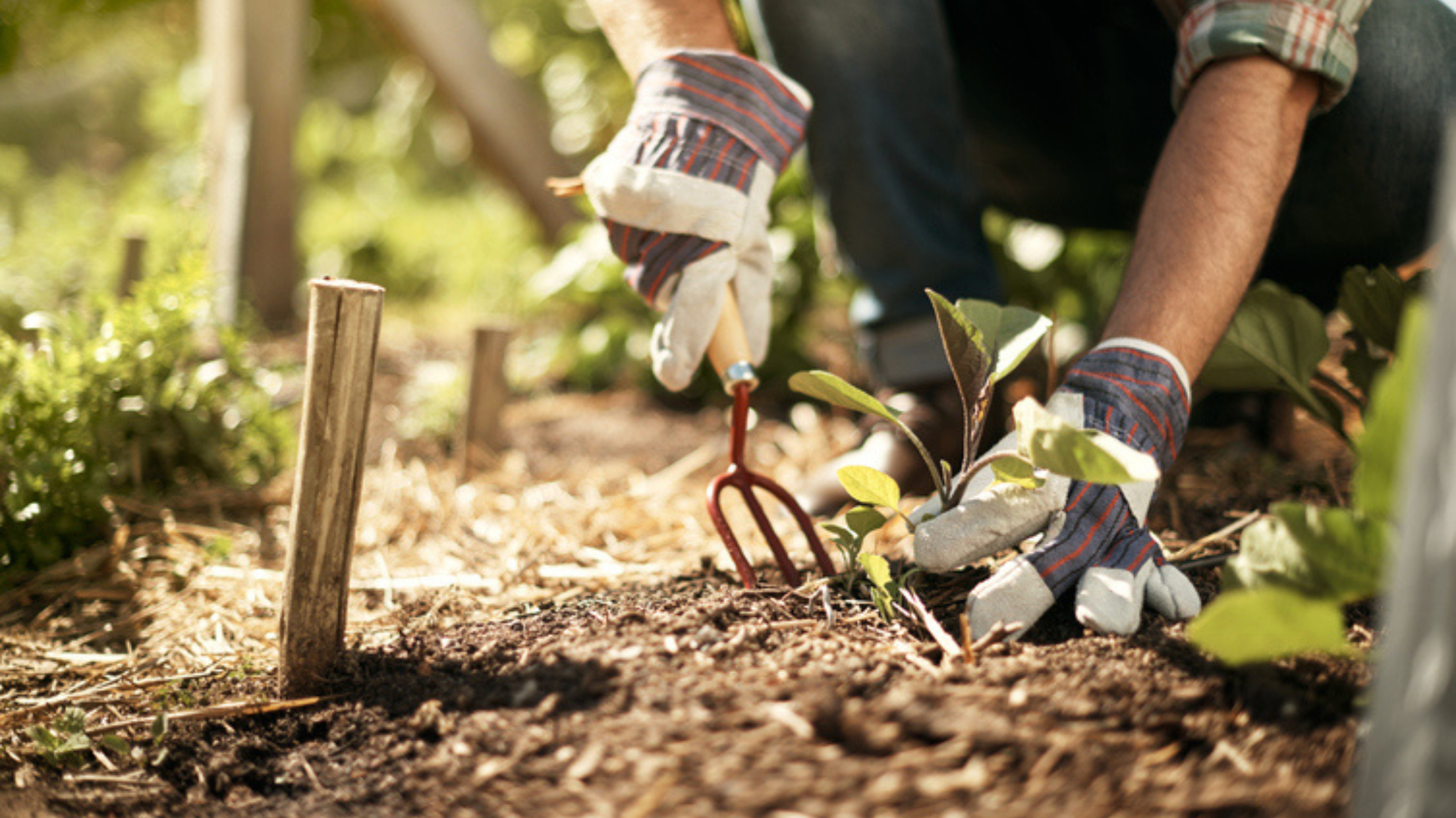 Is Gardening the Hidden Longevity Secret of Blue Zones?