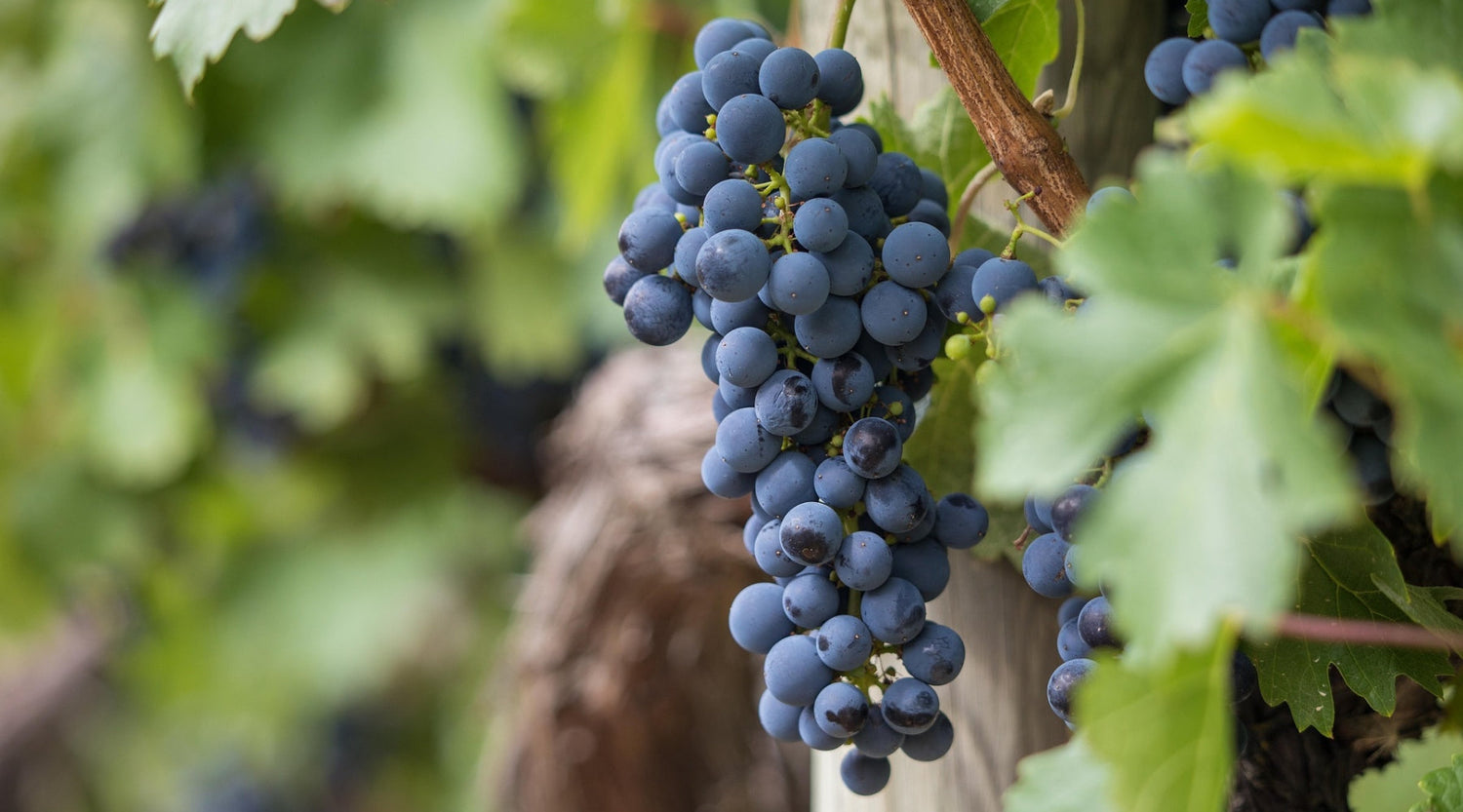 What Is Resveratrol
